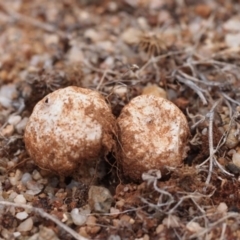 Tulostoma (Stalkball) at Acton, ACT - 24 Jan 2017 by Heino