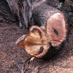 Phellinus sp. (non-resupinate) at Acton, ACT - 11 May 2017