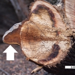 Phellinus sp. (non-resupinate) at Acton, ACT - 11 May 2017