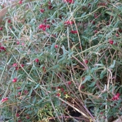 Einadia nutans subsp. nutans (Climbing Saltbush) at ANU Liversidge Precinct - 2 May 2017 by TimYiu