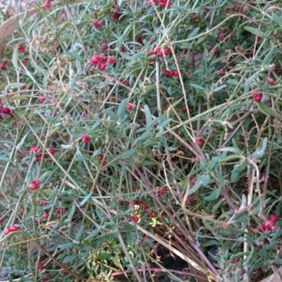 Einadia nutans subsp. nutans (Climbing Saltbush) at ANU Liversidge Precinct - 2 May 2017 by TimYiu