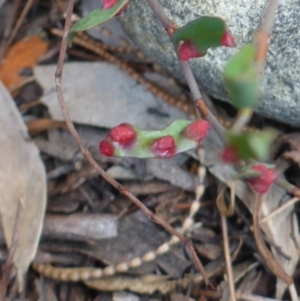 Eriophyes lambi at Acton, ACT - 11 May 2017