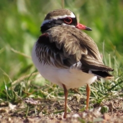 Charadrius melanops (Black-fronted Dotterel) at Coombs Ponds - 11 May 2017 by JohnBundock