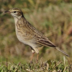 Anthus australis (Australian Pipit) at Coombs, ACT - 11 May 2017 by JohnBundock