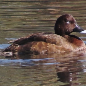 Aythya australis at Coombs, ACT - 11 May 2017