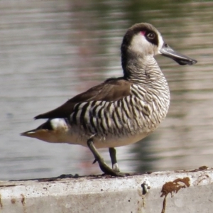 Malacorhynchus membranaceus at Coombs, ACT - 11 May 2017