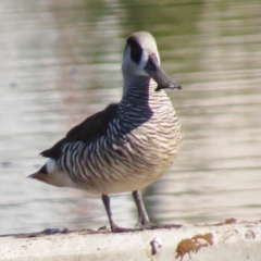 Malacorhynchus membranaceus at Coombs, ACT - 11 May 2017