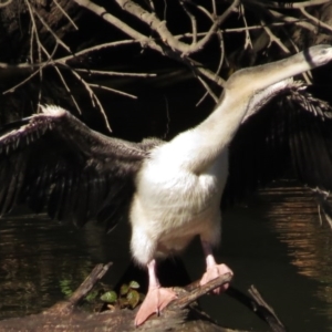 Anhinga novaehollandiae at Molonglo River Reserve - 10 May 2017 11:22 AM