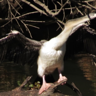 Anhinga novaehollandiae (Australasian Darter) at Molonglo River Reserve - 10 May 2017 by JohnBundock