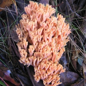 Ramaria sp. at Cotter River, ACT - 7 May 2017 10:24 AM