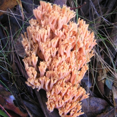 Ramaria sp. (A Coral fungus) at Namadgi National Park - 7 May 2017 by MatthewFrawley