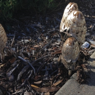 Coprinus comatus (Shaggy Ink Cap) at Bruce, ACT - 8 May 2014 by JanetRussell