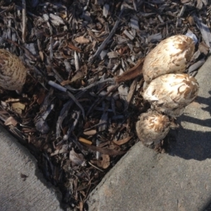 Coprinus comatus at Bruce, ACT - 8 May 2014 02:17 PM