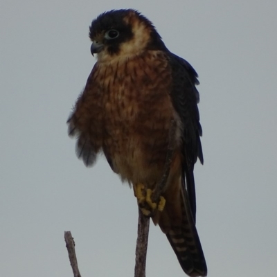 Falco longipennis (Australian Hobby) at Garran, ACT - 11 May 2017 by roymcd