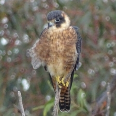 Falco longipennis at Garran, ACT - 11 May 2017 05:22 PM