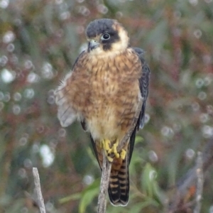 Falco longipennis at Garran, ACT - 11 May 2017