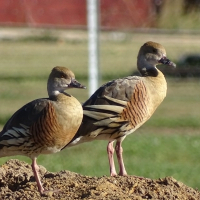 Dendrocygna eytoni (Plumed Whistling-Duck) at Bungendore, NSW - 10 May 2017 by roymcd