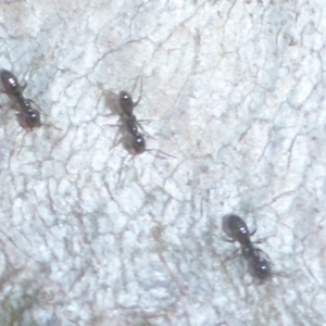 Formicidae (family) at O'Connor, ACT - 14 Apr 2017 12:04 PM