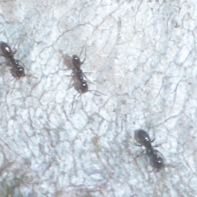 Formicidae (family) (Unidentified ant) at Bruce Ridge - 14 Apr 2017 by JanetRussell