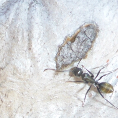 Camponotus suffusus (Golden-tailed sugar ant) at Bruce Ridge - 14 Apr 2017 by JanetRussell