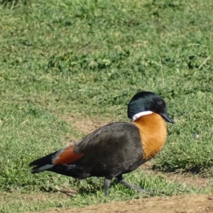 Tadorna tadornoides at Bungendore, NSW - 10 May 2017 03:25 PM