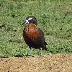 Tadorna tadornoides at Bungendore, NSW - 10 May 2017 03:25 PM