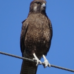 Falco berigora (Brown Falcon) at Bungendore, NSW - 10 May 2017 by roymcd