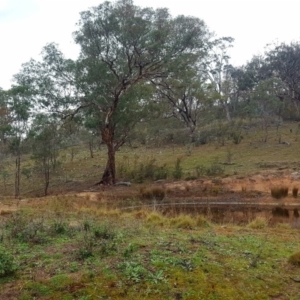 Petroica boodang at Michelago, NSW - 6 May 2017