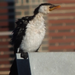 Microcarbo melanoleucos (Little Pied Cormorant) at Coombs Ponds - 7 May 2017 by michaelb