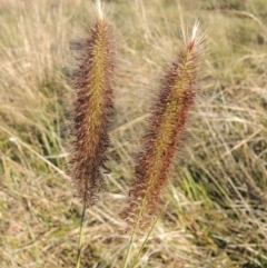 Cenchrus purpurascens (Swamp Foxtail) at Coombs, ACT - 7 May 2017 by michaelb