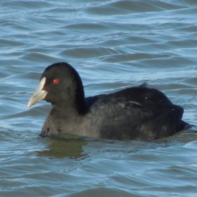 Fulica atra (Eurasian Coot) at Coombs Ponds - 7 May 2017 by michaelb