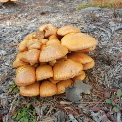 Gymnopilus junonius (Spectacular Rustgill) at Isaacs Ridge and Nearby - 12 May 2017 by Mike