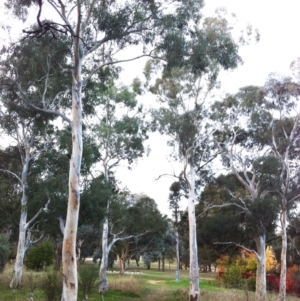 Eucalyptus mannifera subsp. mannifera at Red Hill to Yarralumla Creek - 11 May 2017
