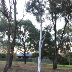 Eucalyptus mannifera subsp. mannifera at Hughes, ACT - 11 May 2017