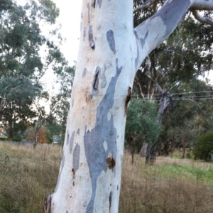 Eucalyptus mannifera subsp. mannifera at Hughes, ACT - 11 May 2017