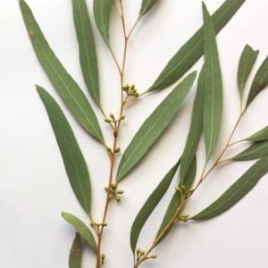 Eucalyptus mannifera subsp. mannifera at Hughes, ACT - 11 May 2017