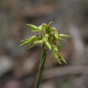 Corunastylis cornuta at Yass River, NSW - suppressed