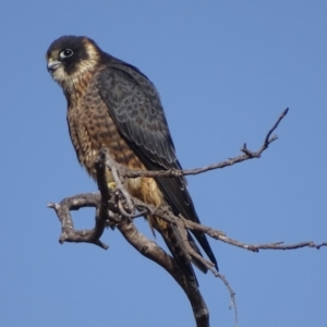 Falco longipennis at Garran, ACT - 12 May 2017