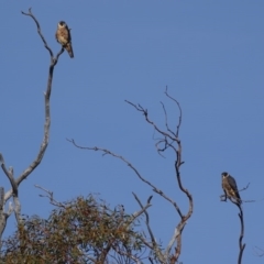 Falco longipennis at Garran, ACT - 12 May 2017 10:47 AM