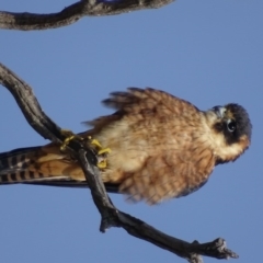 Falco longipennis at Garran, ACT - 12 May 2017 10:47 AM