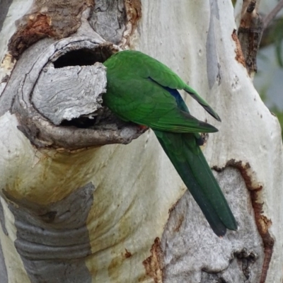 Alisterus scapularis (Australian King-Parrot) at Garran, ACT - 18 Apr 2017 by roymcd