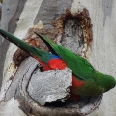 Alisterus scapularis at Garran, ACT - 18 Apr 2017