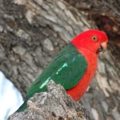 Alisterus scapularis at Garran, ACT - 18 Apr 2017