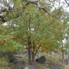 Sorbus domestica (Service Tree) at Jerrabomberra, ACT - 12 May 2017 by Mike