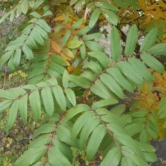 Sorbus domestica at Jerrabomberra, ACT - 12 May 2017