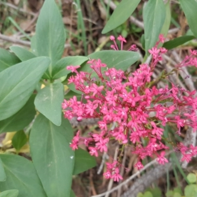 Centranthus ruber (Red Valerian, Kiss-me-quick, Jupiter's Beard) at Jerrabomberra, ACT - 12 May 2017 by Mike