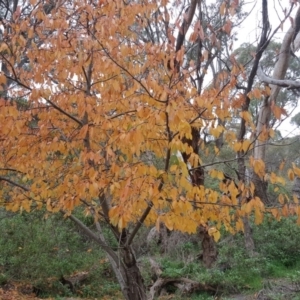 Prunus sp. at Jerrabomberra, ACT - 12 May 2017