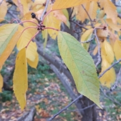 Prunus sp. at Jerrabomberra, ACT - 12 May 2017