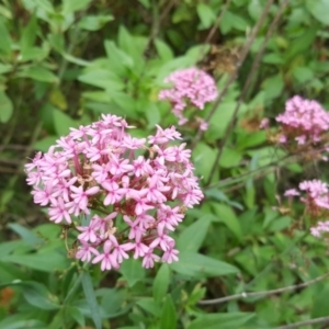 Centranthus ruber at Jerrabomberra, ACT - 12 May 2017