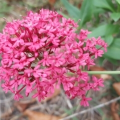 Centranthus ruber at Jerrabomberra, ACT - 12 May 2017